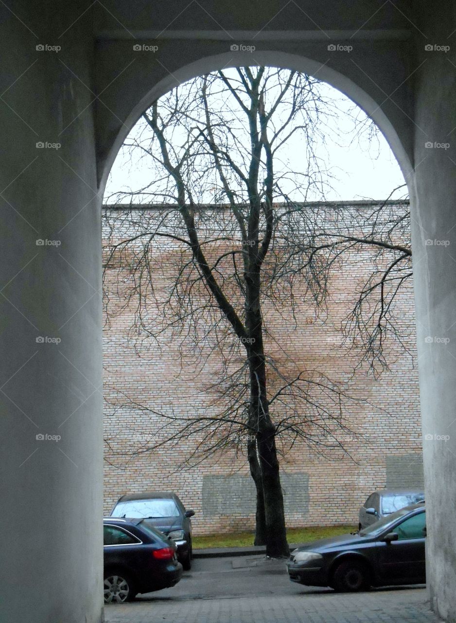 No Person, Winter, Snow, Road, Tree