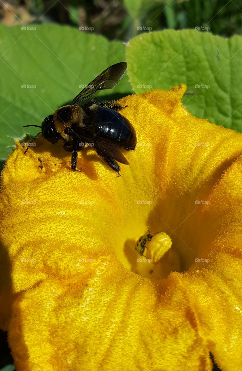 Bumblebee on pumpkin flower
