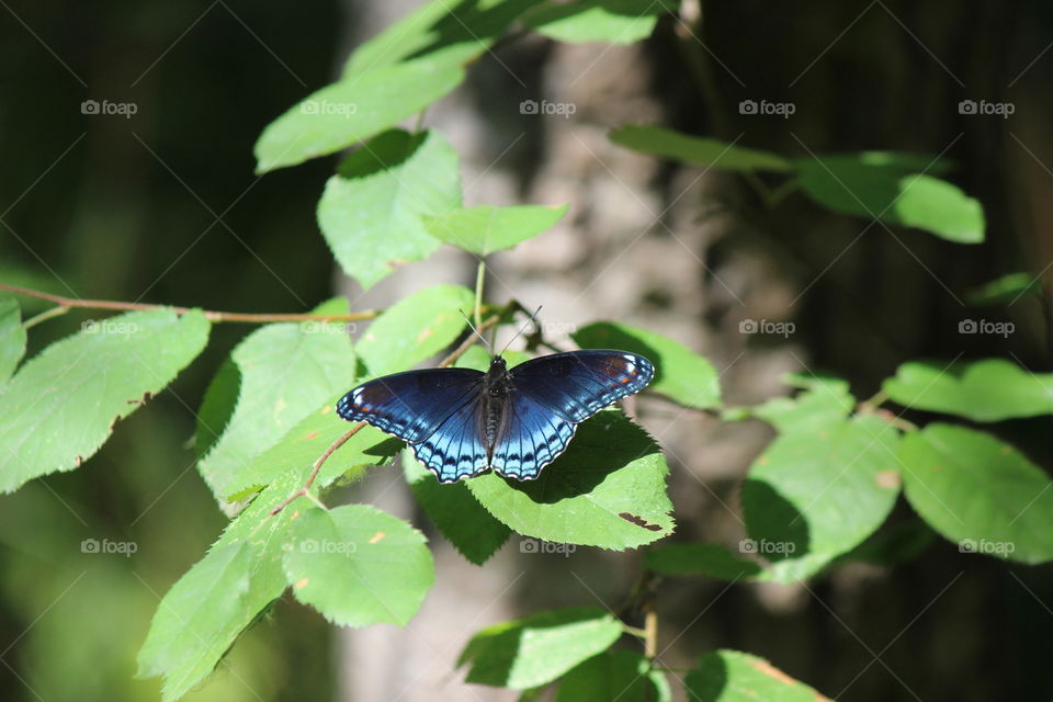 Red spotted Purple Butterfly, resting in a woodland park