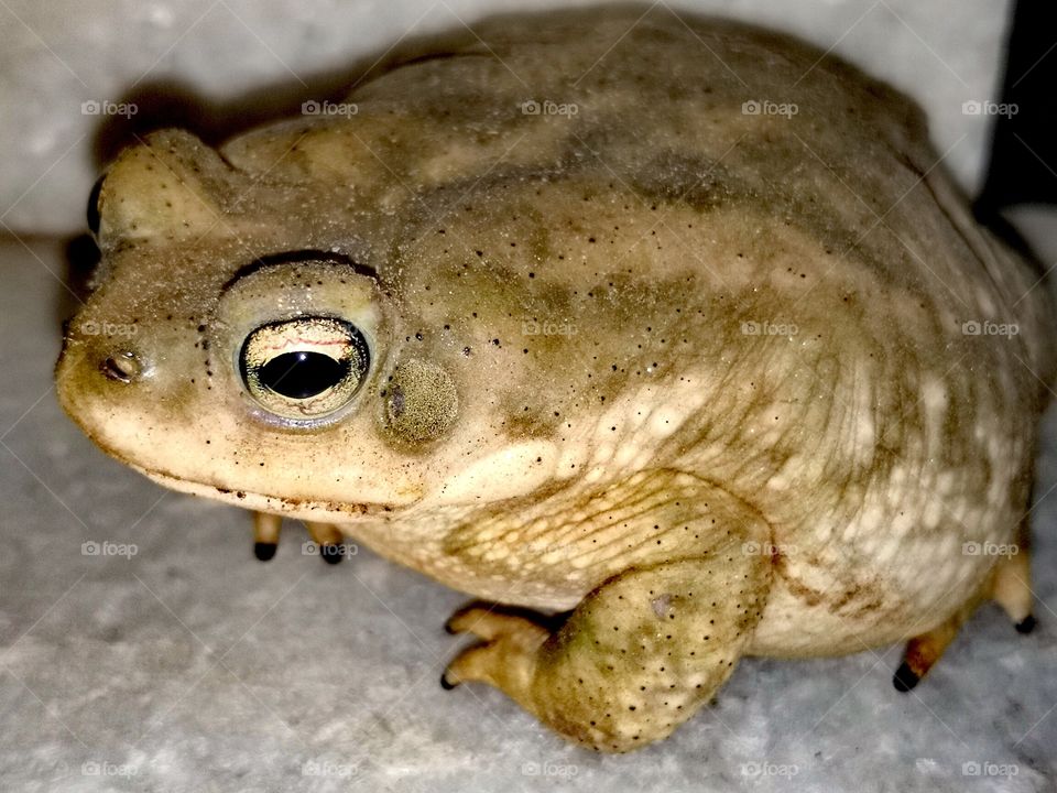 Frightened Toad