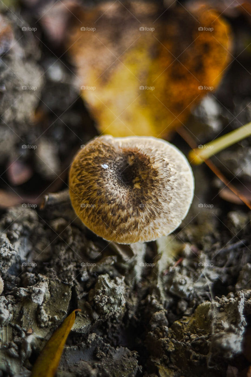 Mushroom