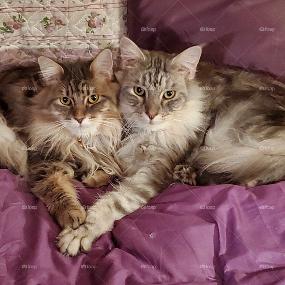 cats, kittens, kitties, gray cats, Maine Coons, purple background, love cats, cats in love, cat heart,