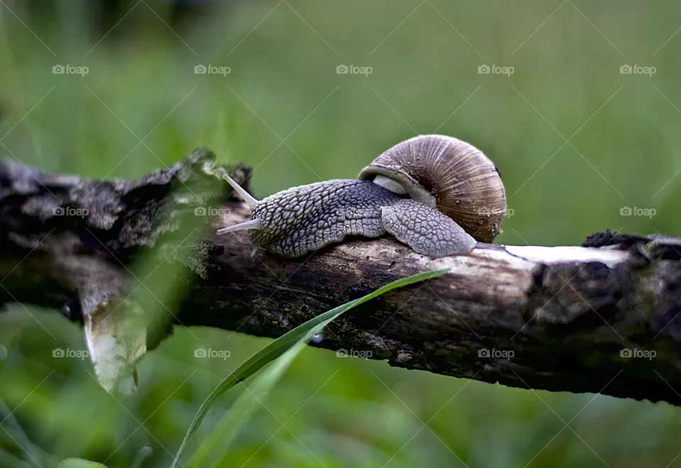 macro foto