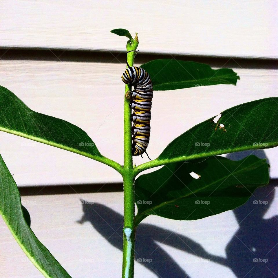 Caterpillar Hanging in There