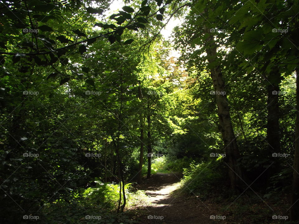 Woodland Shade