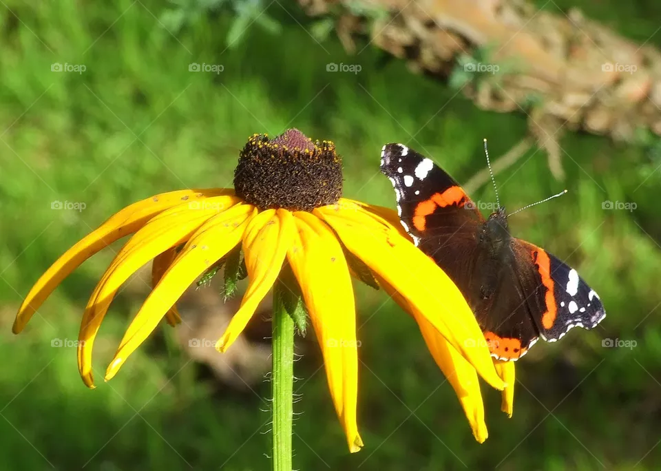 flower