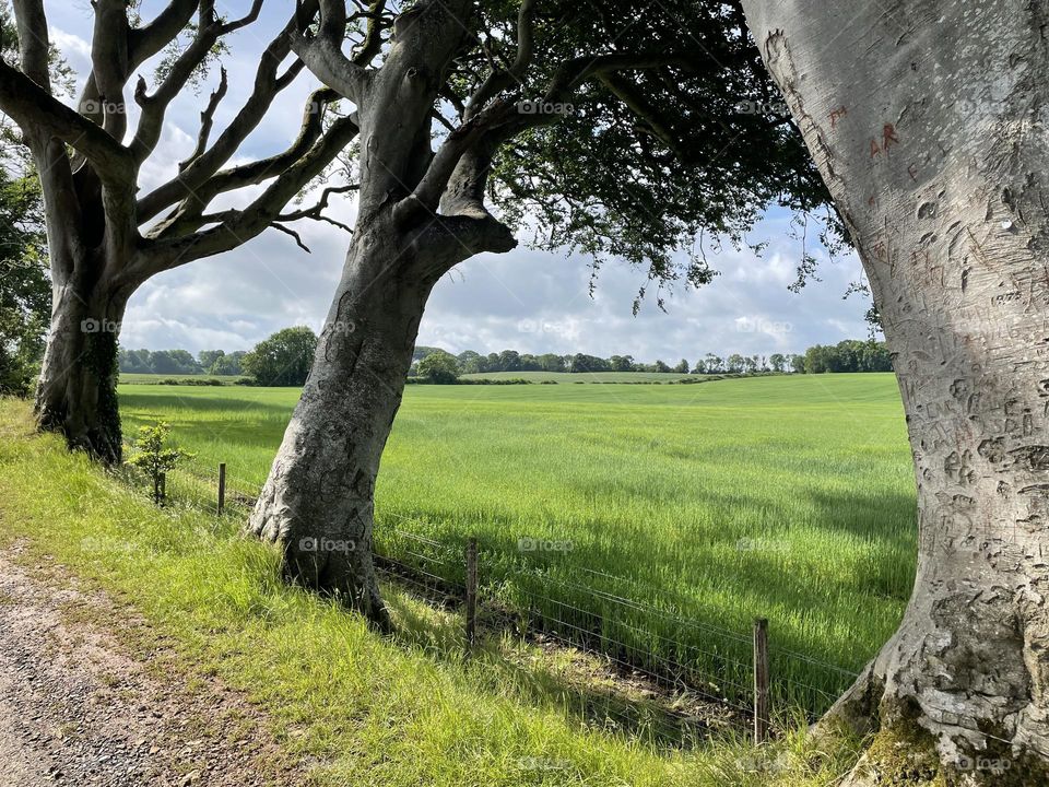 Green Pastoral View Through The Tree Like Of A Country Road. 