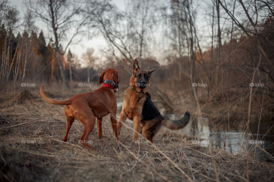 German shepherd young male dog playing with Hungarian vizsla dog outdoor at a spring evening