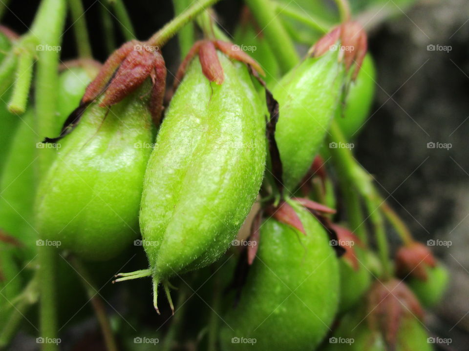 fruits