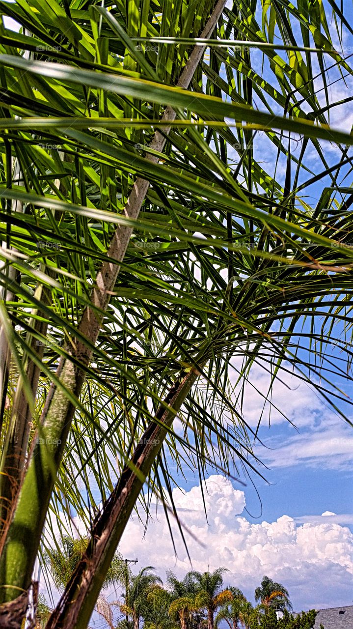 Palm Fronds. Windblown palm fronds closeup.