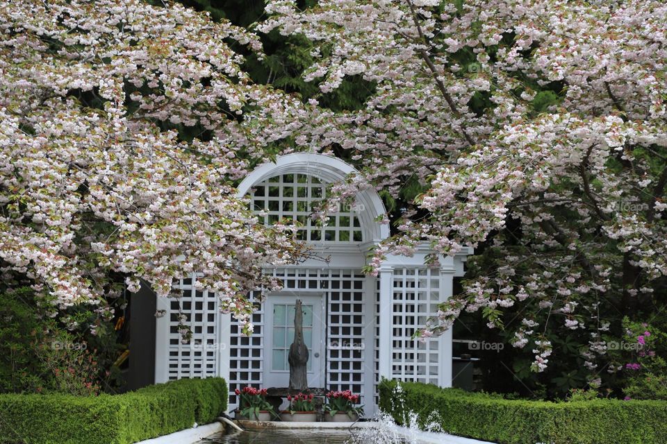 Cherry trees blooming 