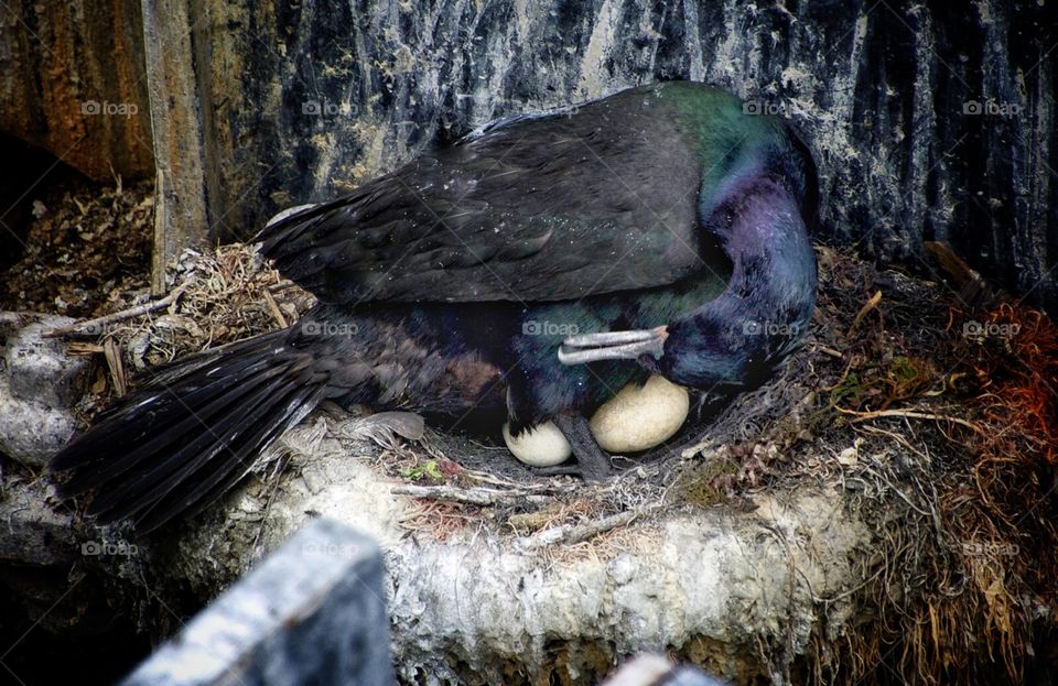 Cormorant on nest