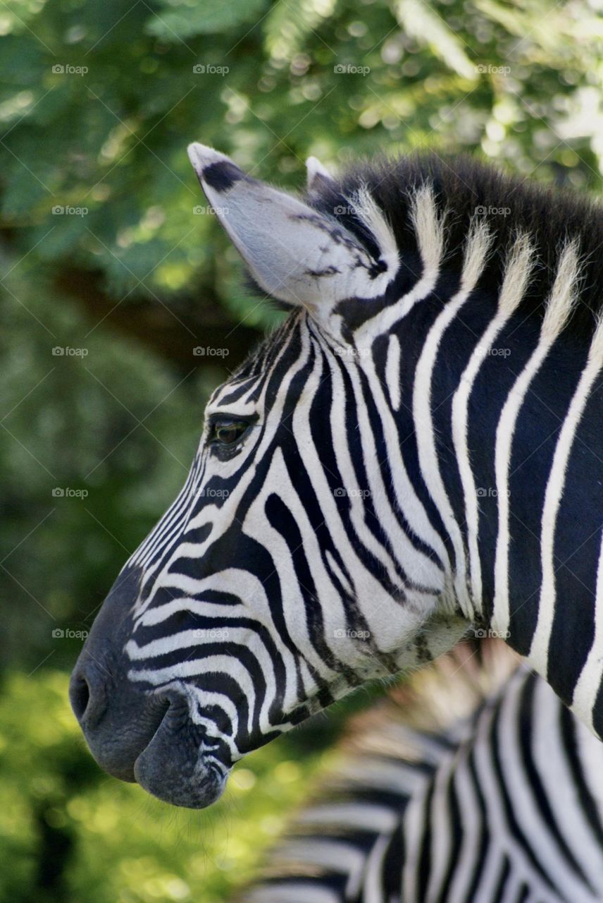 Another close up shot of a zebra in Zimbabwe 
