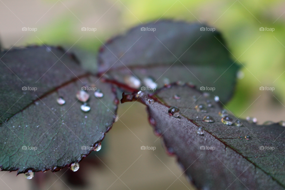 Water droplets on a rose leaf close-up