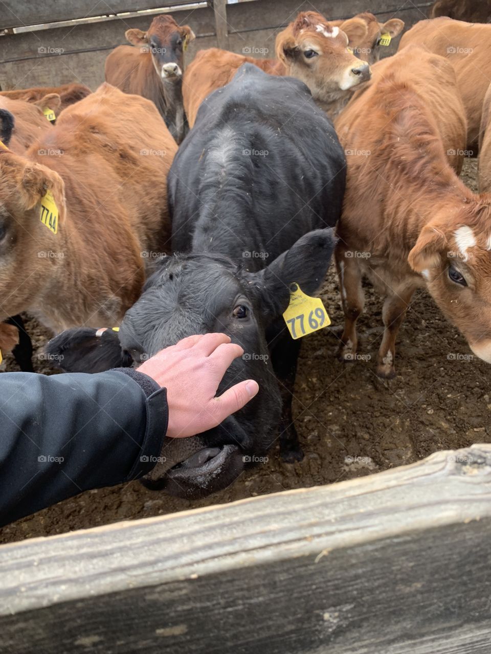 Happy cows