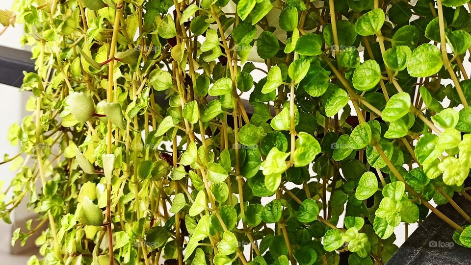 The green plants vine in the garden