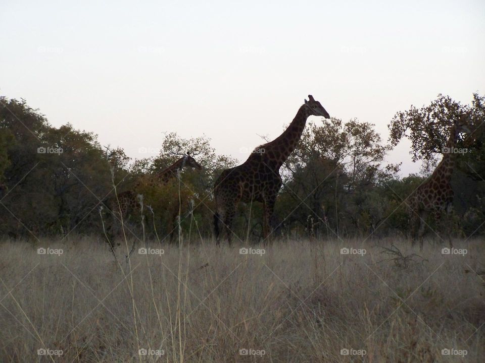 Giraffes