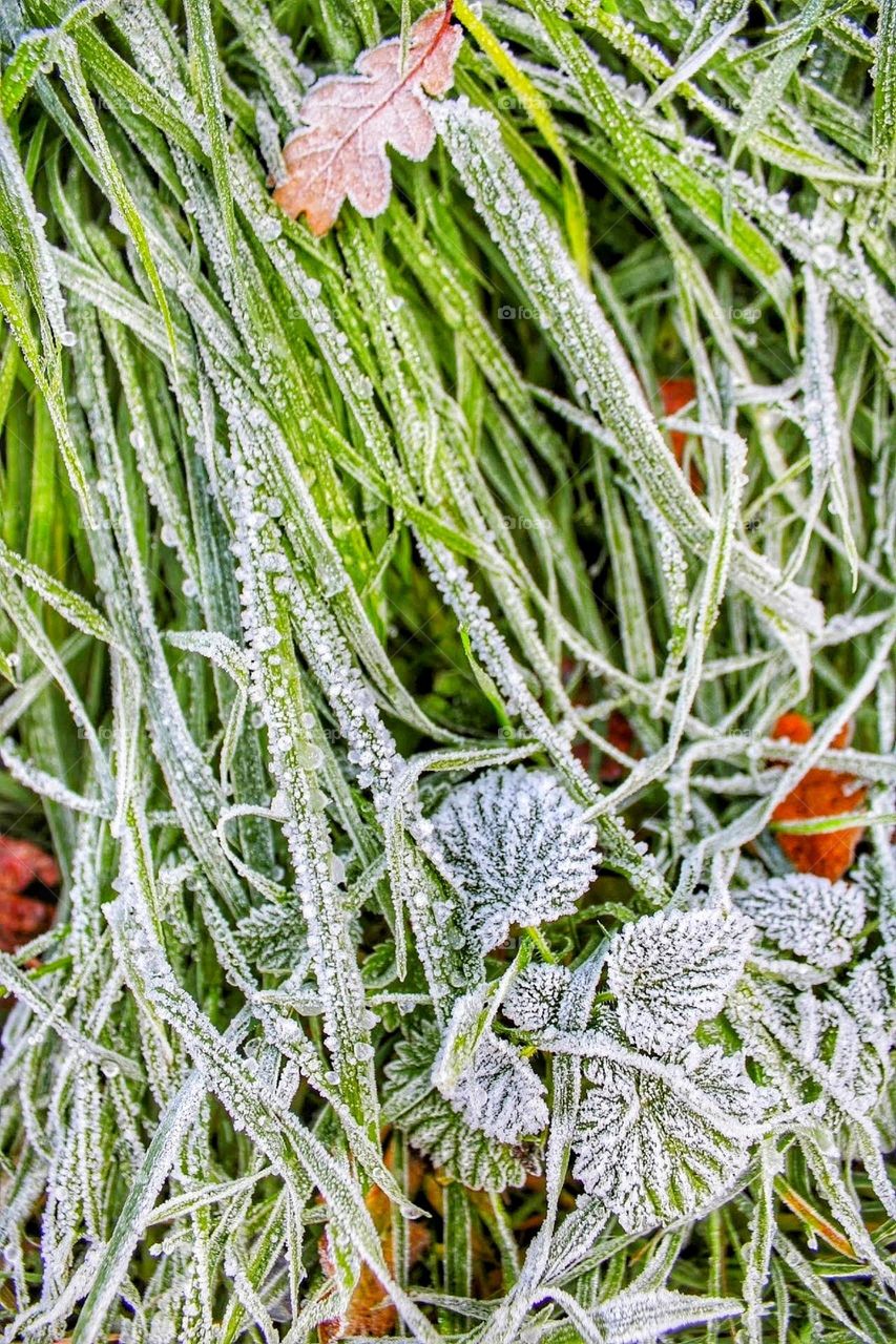 Macro close-up of hoar frost dusted foliage, dried autumnal leaves and blades of grass