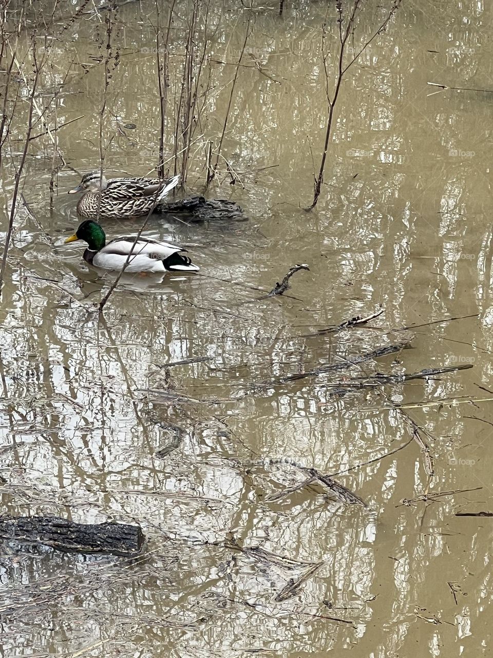 Mallards