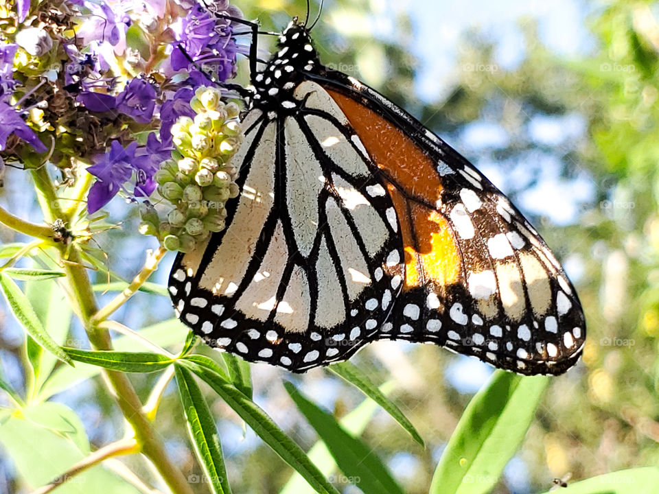 A monarch feeding on purple Chaste tree cluster flowers on a sunny fall day.