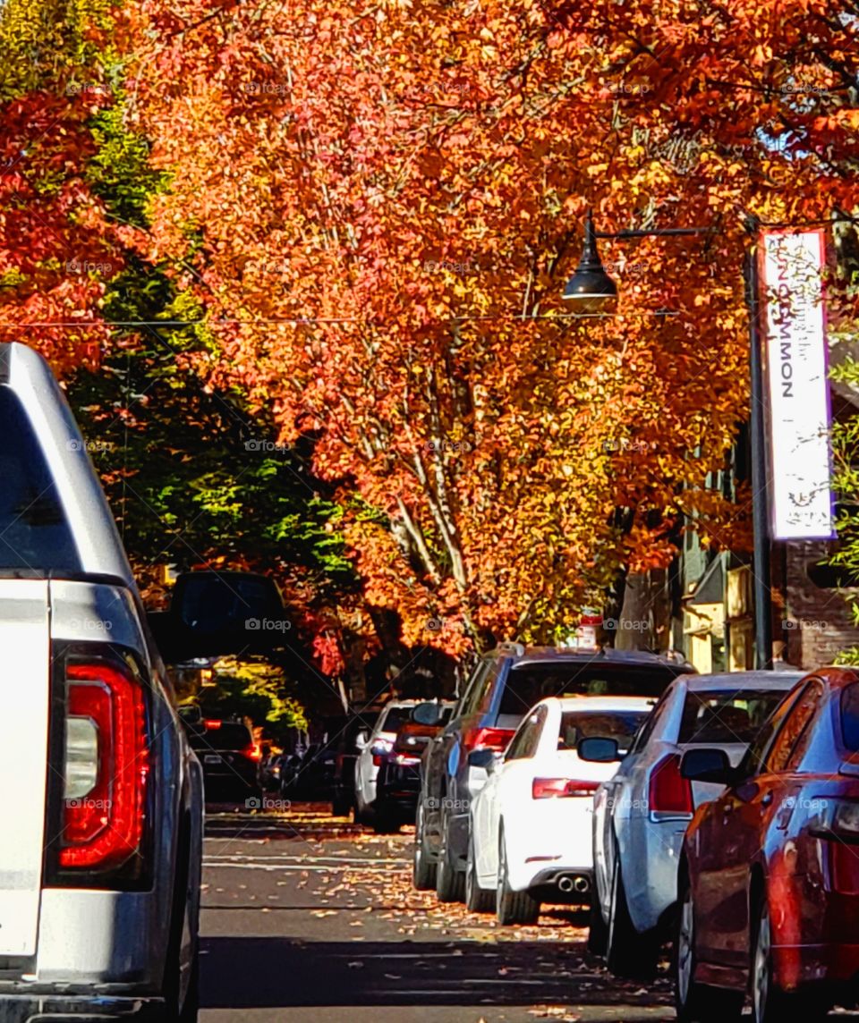 fall trees /fall leaves/ plant part