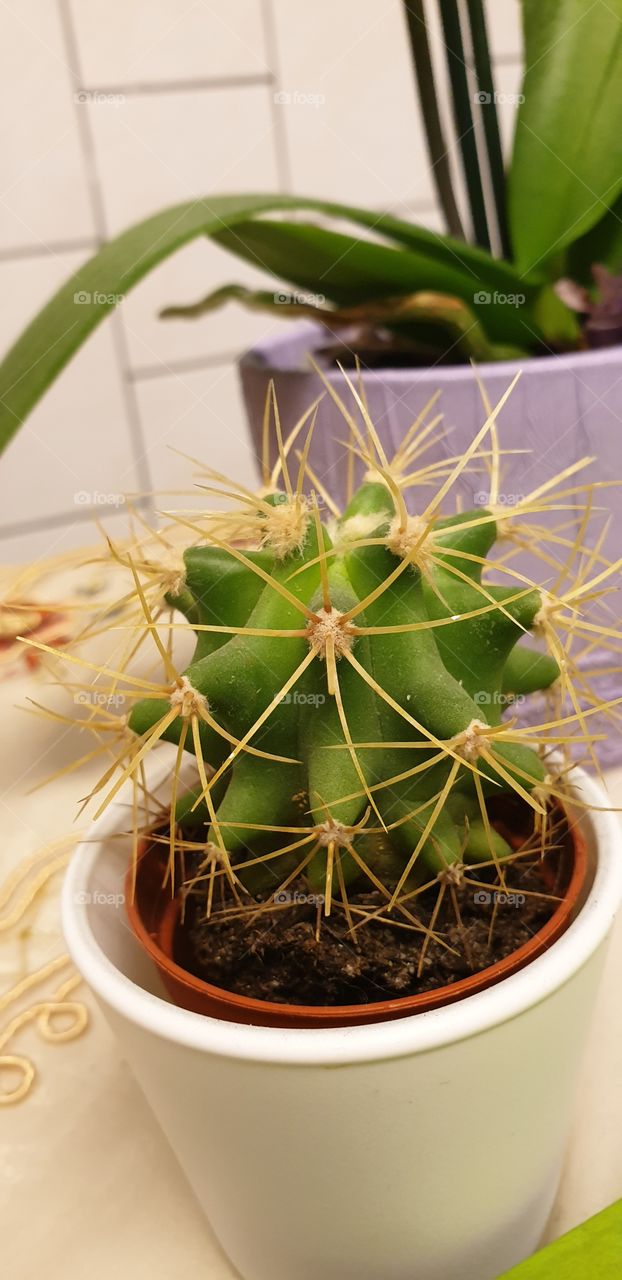 kaktusflanze