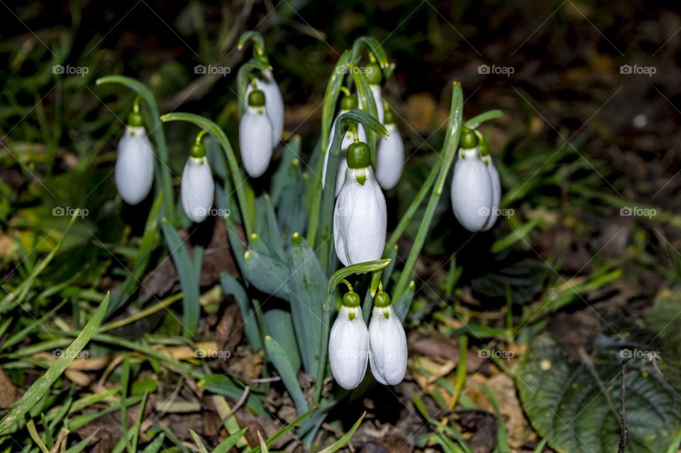 Snowdrops