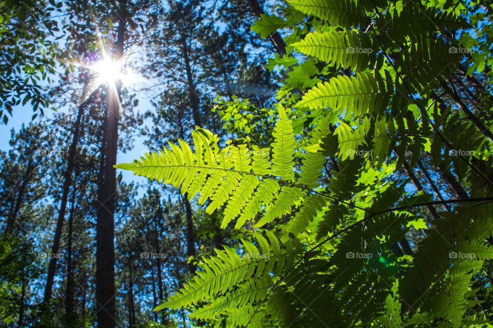 Leaves of fern in a beautiful summer forest
