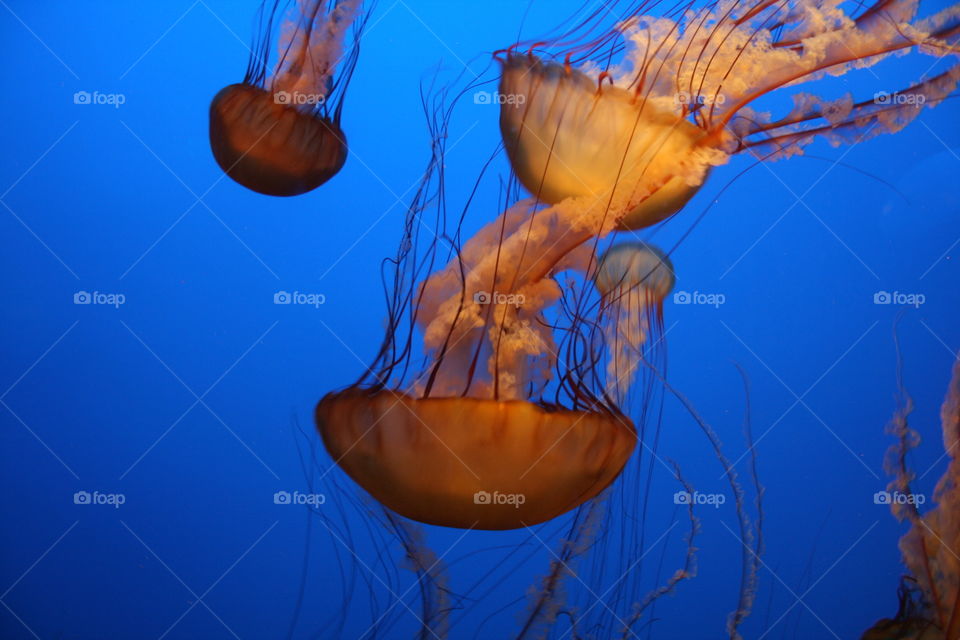 Beautiful large jellyfish gliding through blue water 