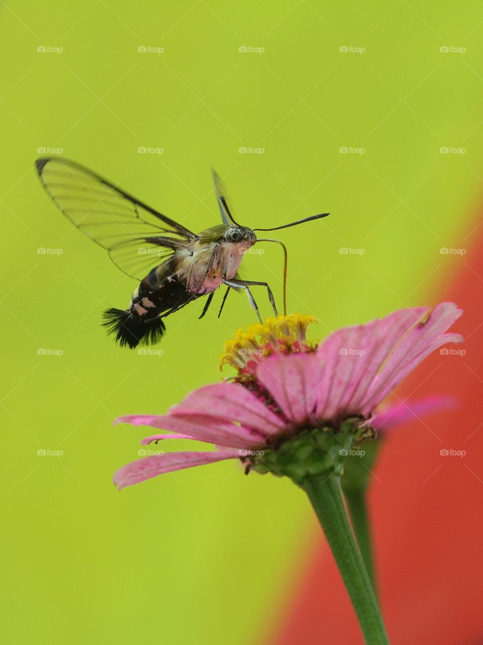 Hummingbird Hawk Moth
