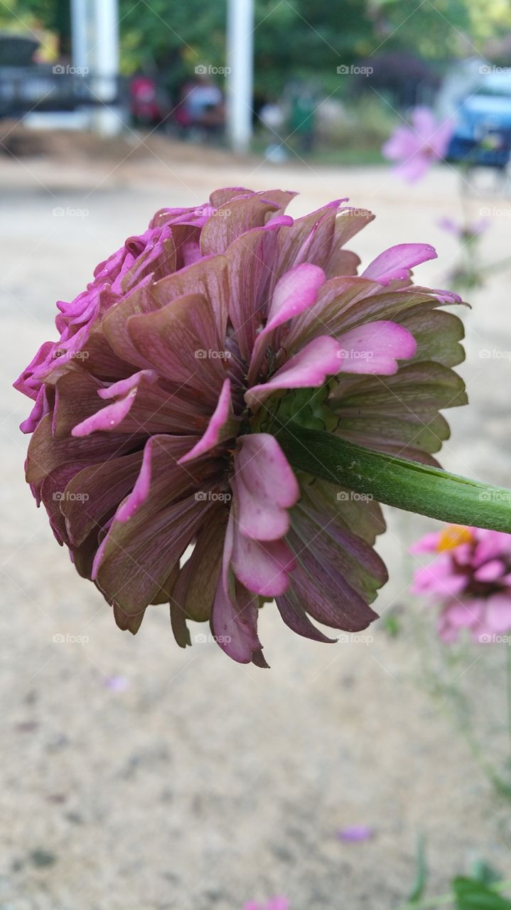 Flower, Nature, Garden, Flora, Summer