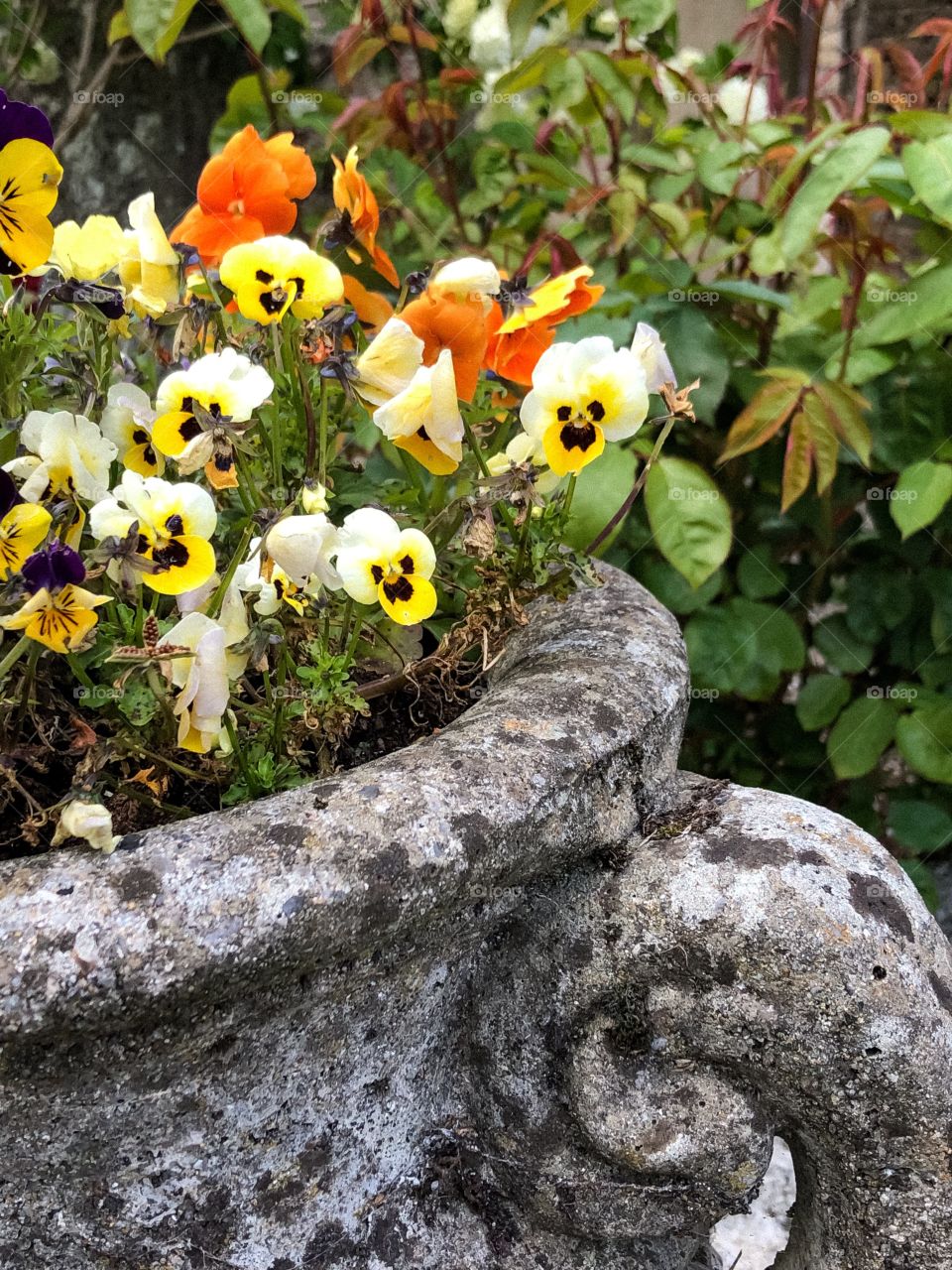 Flower display