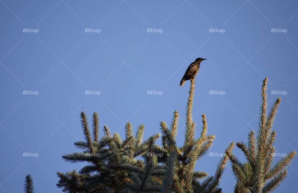 A bird perching atop a pine tree