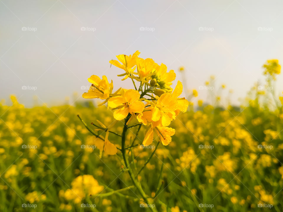 A close up of a mustard flower  with dew drop