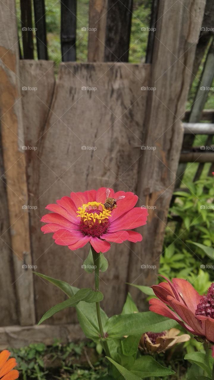 Bee and flower paper red coloured.