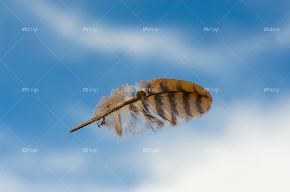 Beautiful feather falling from the sky.