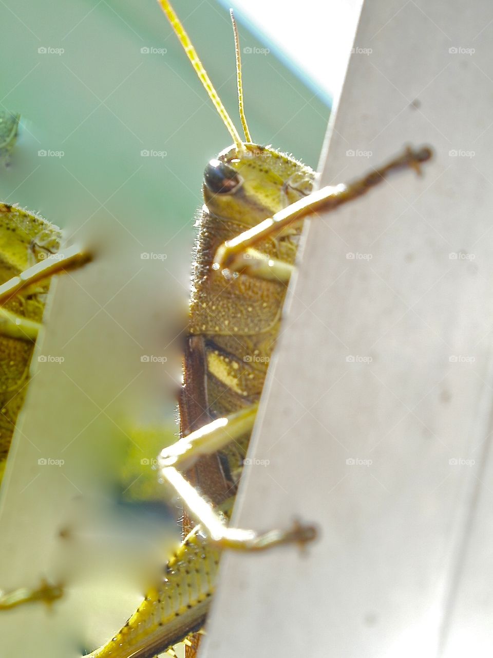 Grasshopper peeking around a post, FL