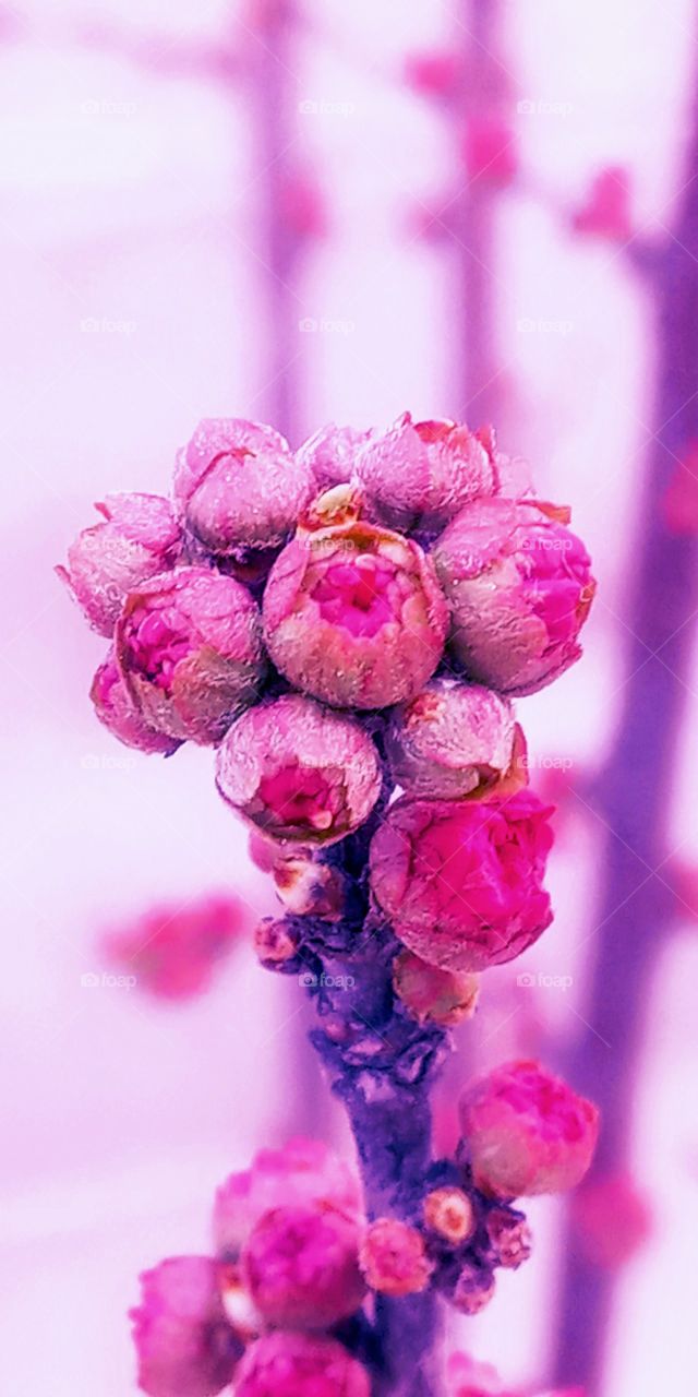 The pink cherry lovely flowers that is about to bloom in  this early spring season.