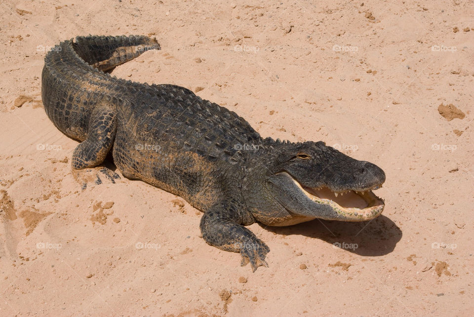 alligator gator by seeker