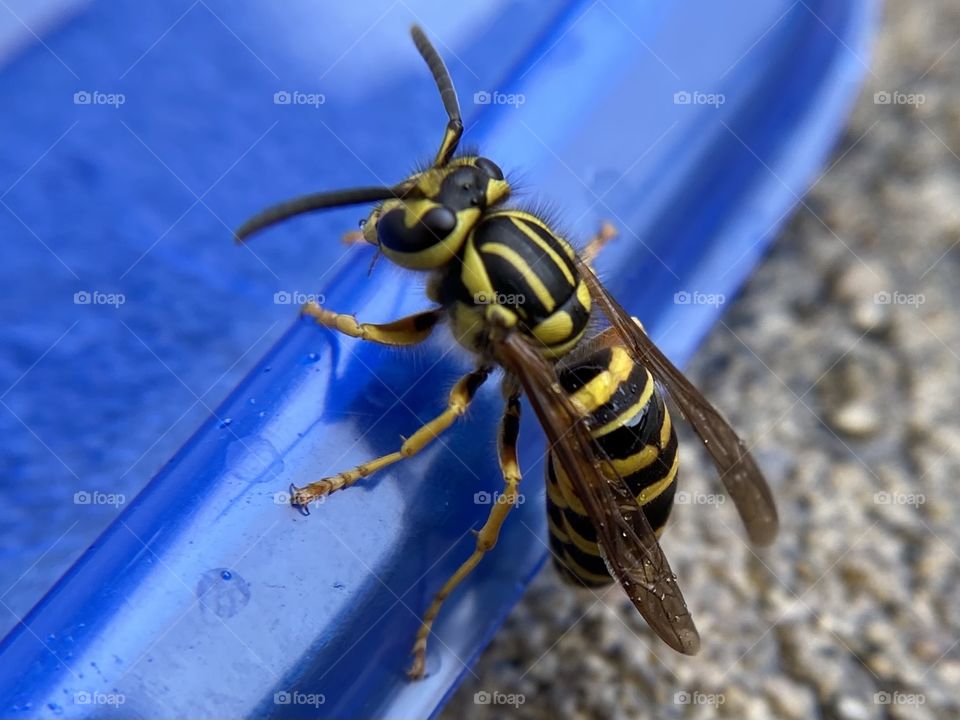Wasp eating 