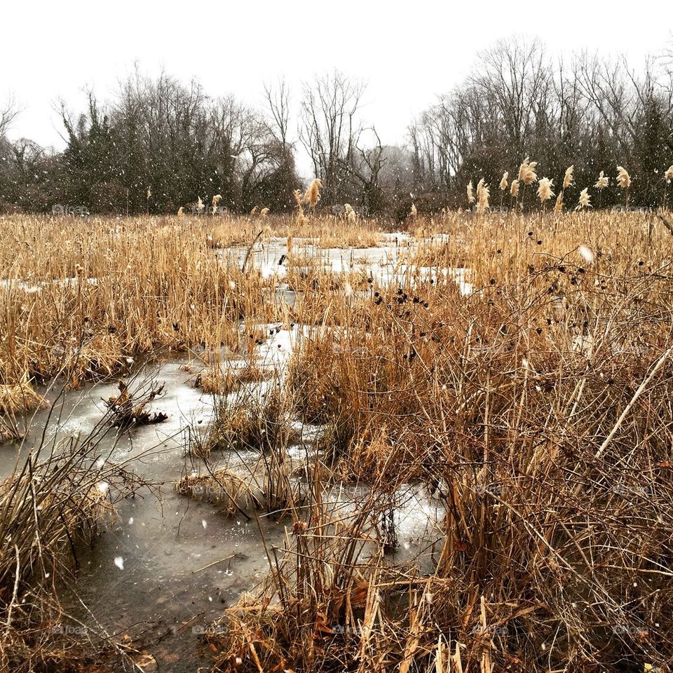 Winter wetlands 