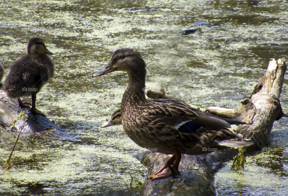 Mallard family