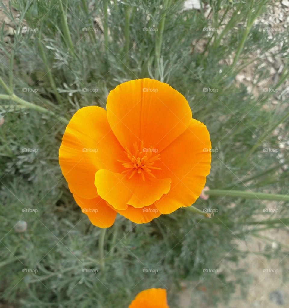 California poppy