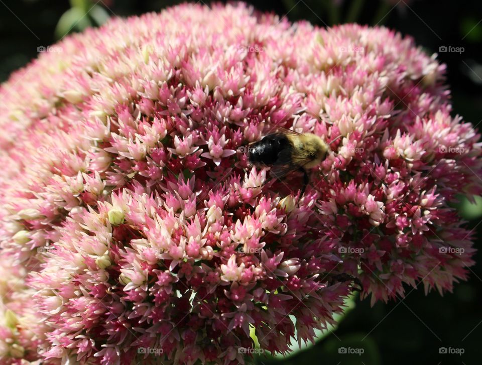 Flower, Nature, Flora, No Person, Garden