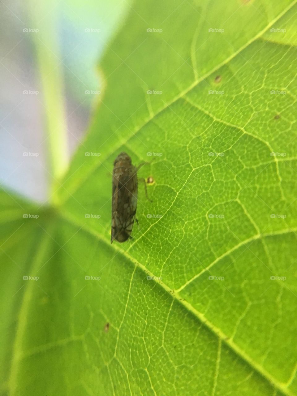 Bug on leaf