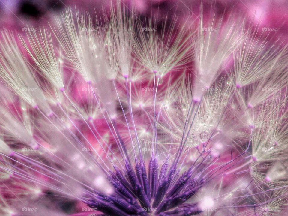 Macro shot of flower