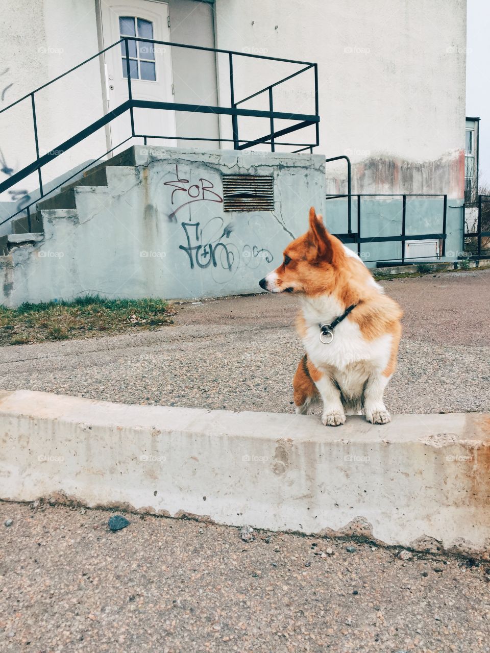 A cute corgi dog - urban portrait