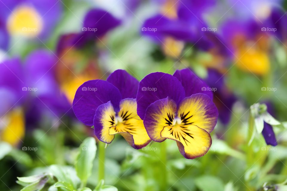 Close-up of pansy flowers