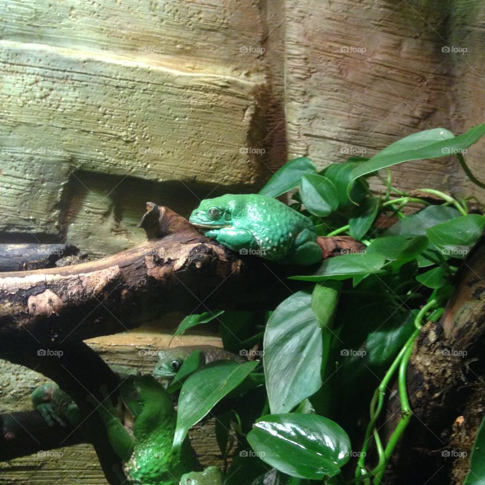 Bright green frog. A visit to the Henry Dorley Zoo in Omaha.