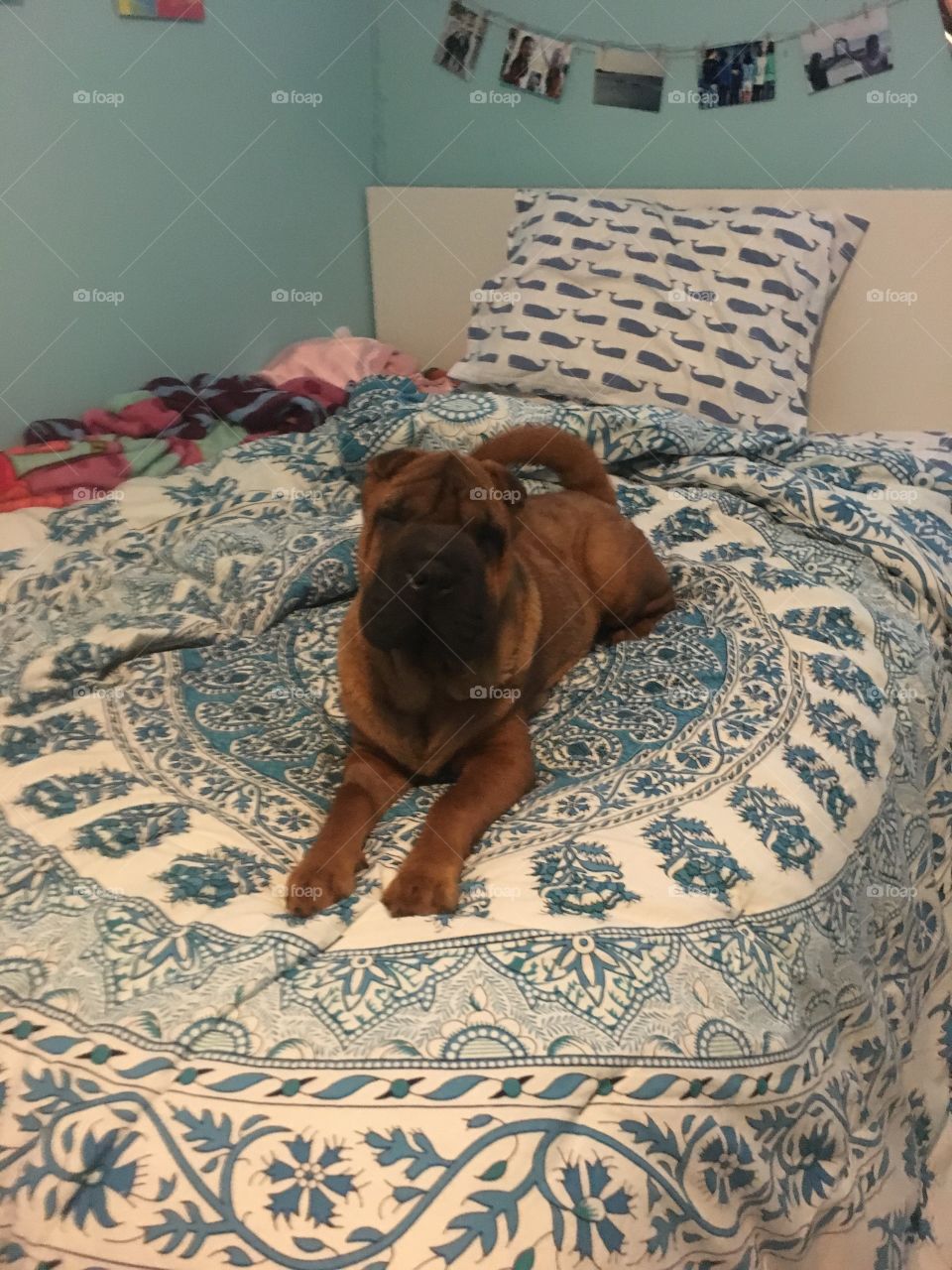 shar-pei on the bed